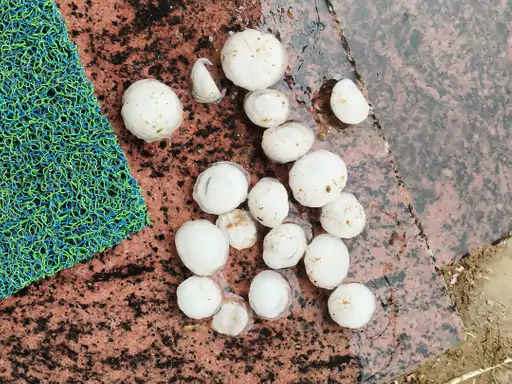 गंगापुर सिटी में बारिश और ओलावृष्टि से बदला मौसम, भीषण गर्मी से मिली राहत