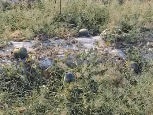 केमिकल वाले फल बच्चों के लिए खतरा! डॉक्टरों ने चेताया- हाइपर एक्टिविटी से लेकर कैंसर तक का बढ़ रहा जोखिम