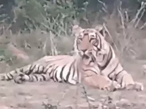 100 मीटर के दायरे में दिखे 6 बाघ, रोमांचक VIDEO हुआ वायरल