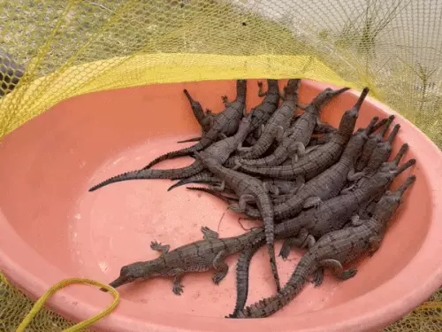 घड़ियाल के बच्चों का होगा संरक्षण, 180 से ज्यादा शिफ्ट किए: हैचलिंग्स रियरिंग सेंटर में होगी देखभाल, बारिश के बाद नदी में छोड़े जाएंगे