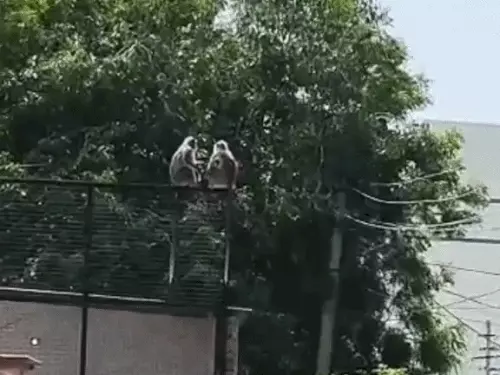 लंगूर ने 8 साल की बच्ची को काटा, दहशत में लोग; निगम और वन विभाग पर लापरवाही के आरोप