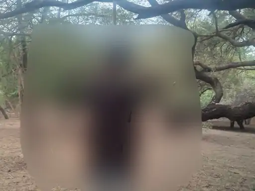 रणथंभौर नेशनल पार्क में युवक का शव मिला: पेड़ पर फंदे से लटका था, मोबाइल से हुई पहचान; बिहार का रहने वाला था