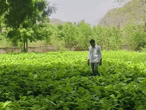 सवाईमाधोपुर में 14 लाख पौधे तैयार, 5 जून से होगा वितरण; 23 लाख पौधे लगाने का लक्ष्य