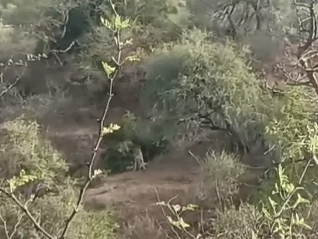 10 दिन से बारैठा में रुका हुआ चीता: कूनो राष्ट्रीय उद्यान की टीम रख रही नजर, सिकंदरा गांव की पहाड़ियों के पास दिखा